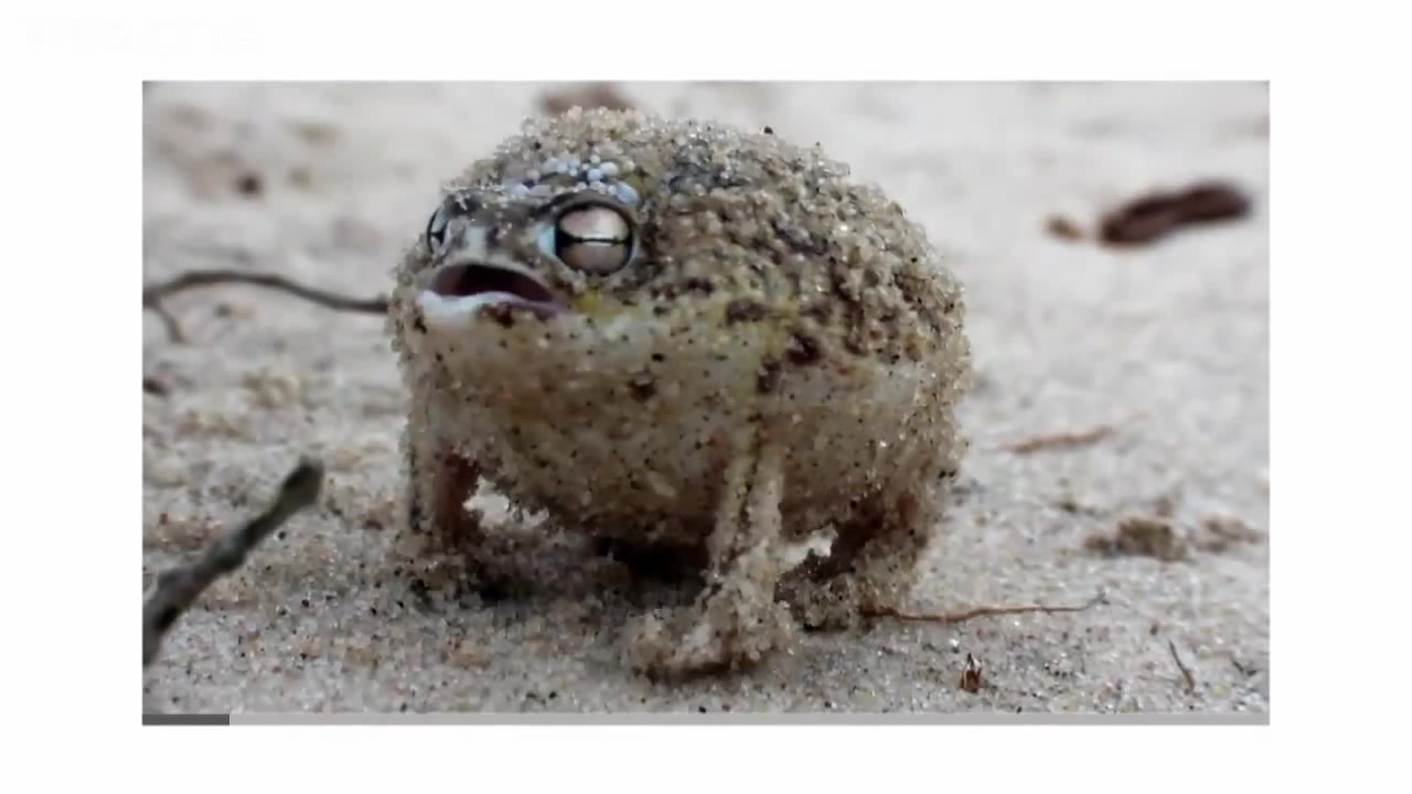 Angry Squeaking Frog - Coub