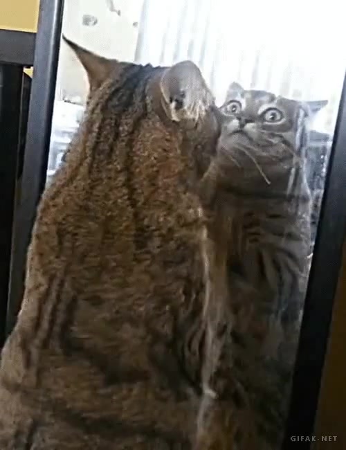 Cat sees himself in mirror / Кошка видит себя в зеркале / Cat sieht