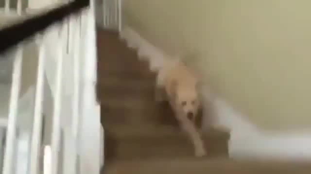 Funny dog falling down stairs - Coub