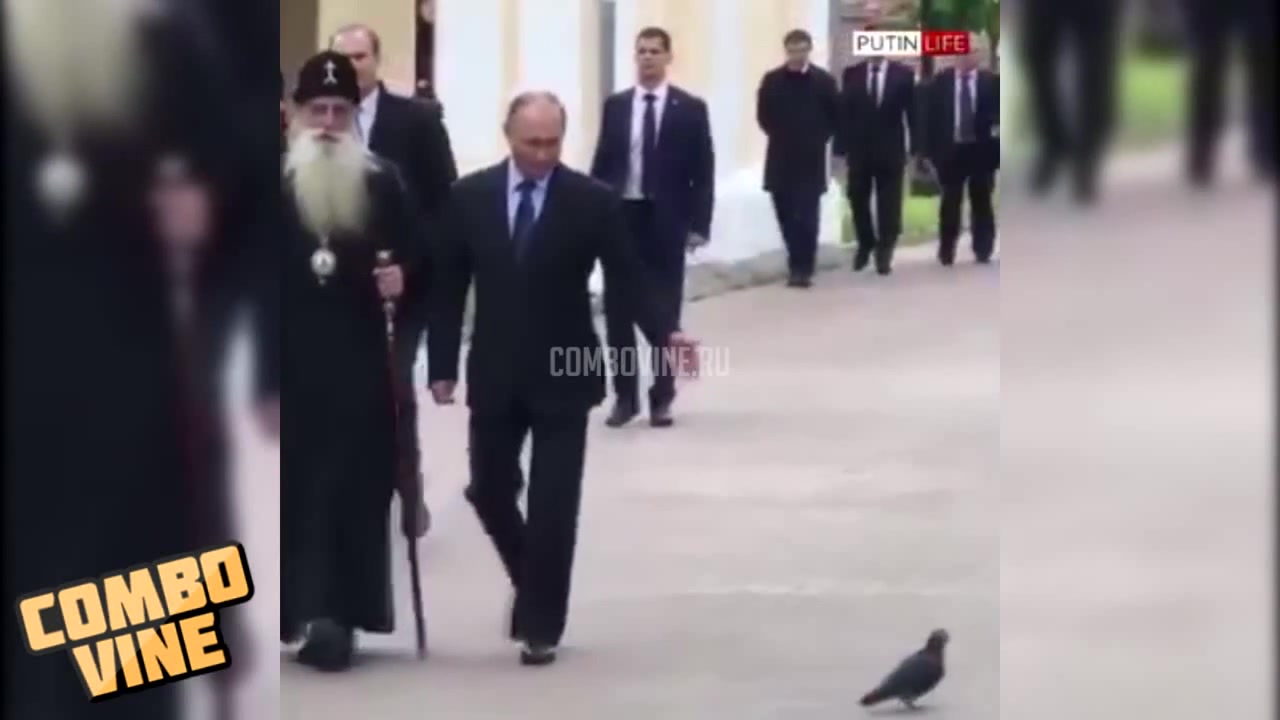 Отдал честь голубю, а голубь ПУТИНУ😈 - Coub - The Biggest Video Meme  Platform