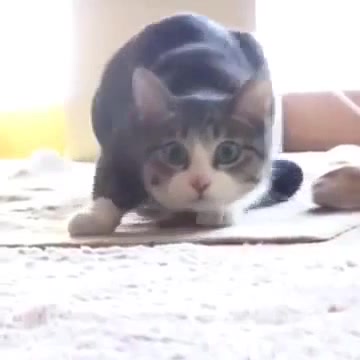 Cat performs epic wiggle.