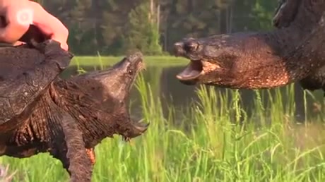 Screaming snapping turtles - Coub