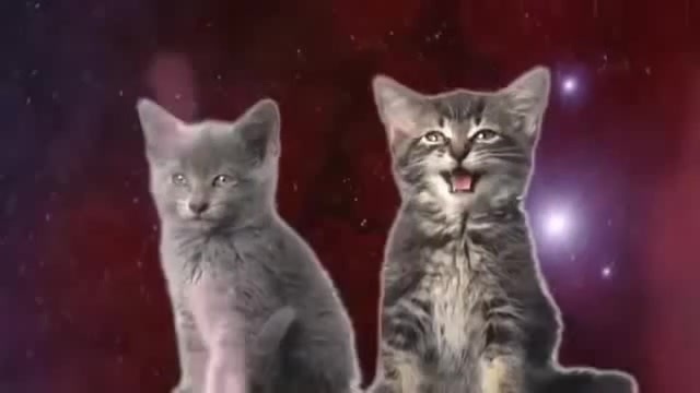 Music Kitten Coub The Biggest Video Meme Platform