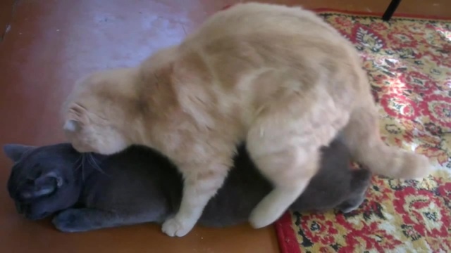 кошки сношаются ))мартовский кот )) - Coub - The Biggest Video Meme Platform