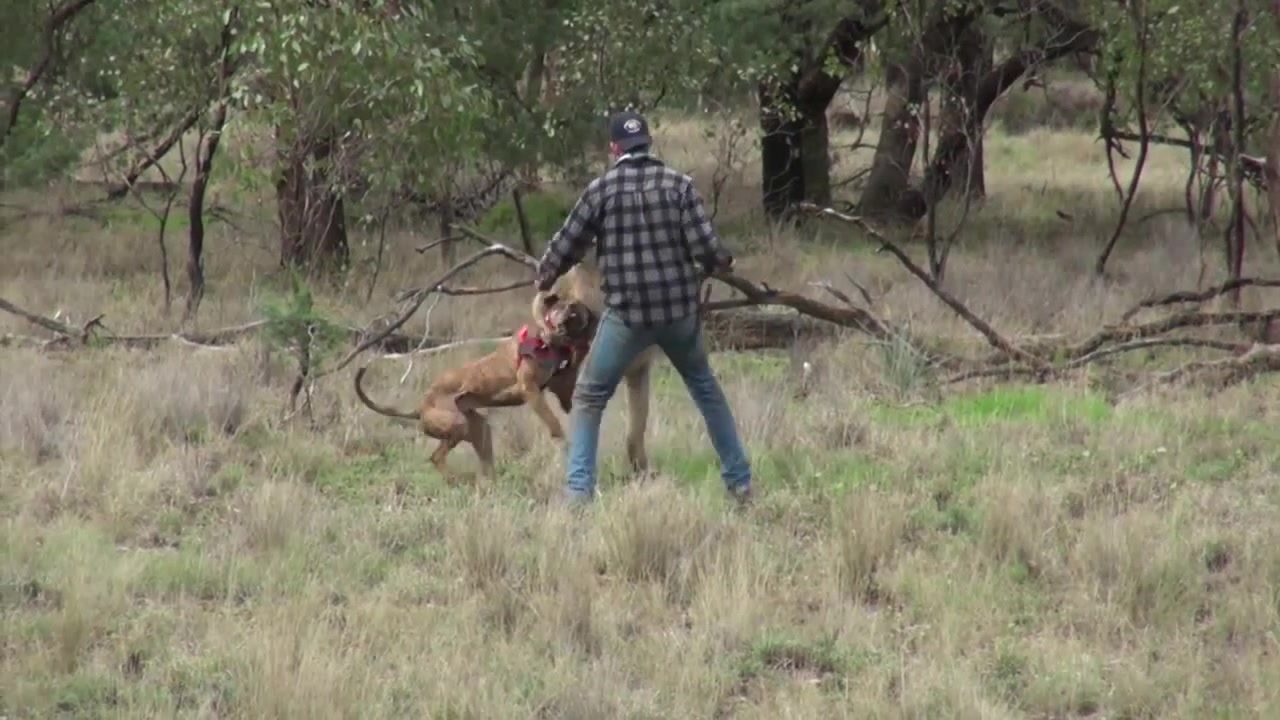 Man punches a kangaroo in the face to rescue his dog (Original HD) Coub