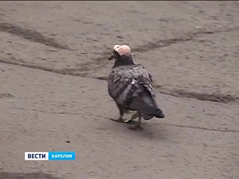 Голубь в фуражке. Голубь гопник. Голубь в шапочке. Голубь в кепке. Американский голубь.