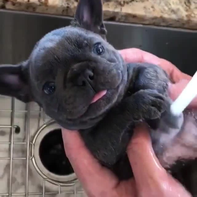 Puppy showering Coub The Biggest Video Meme Platform