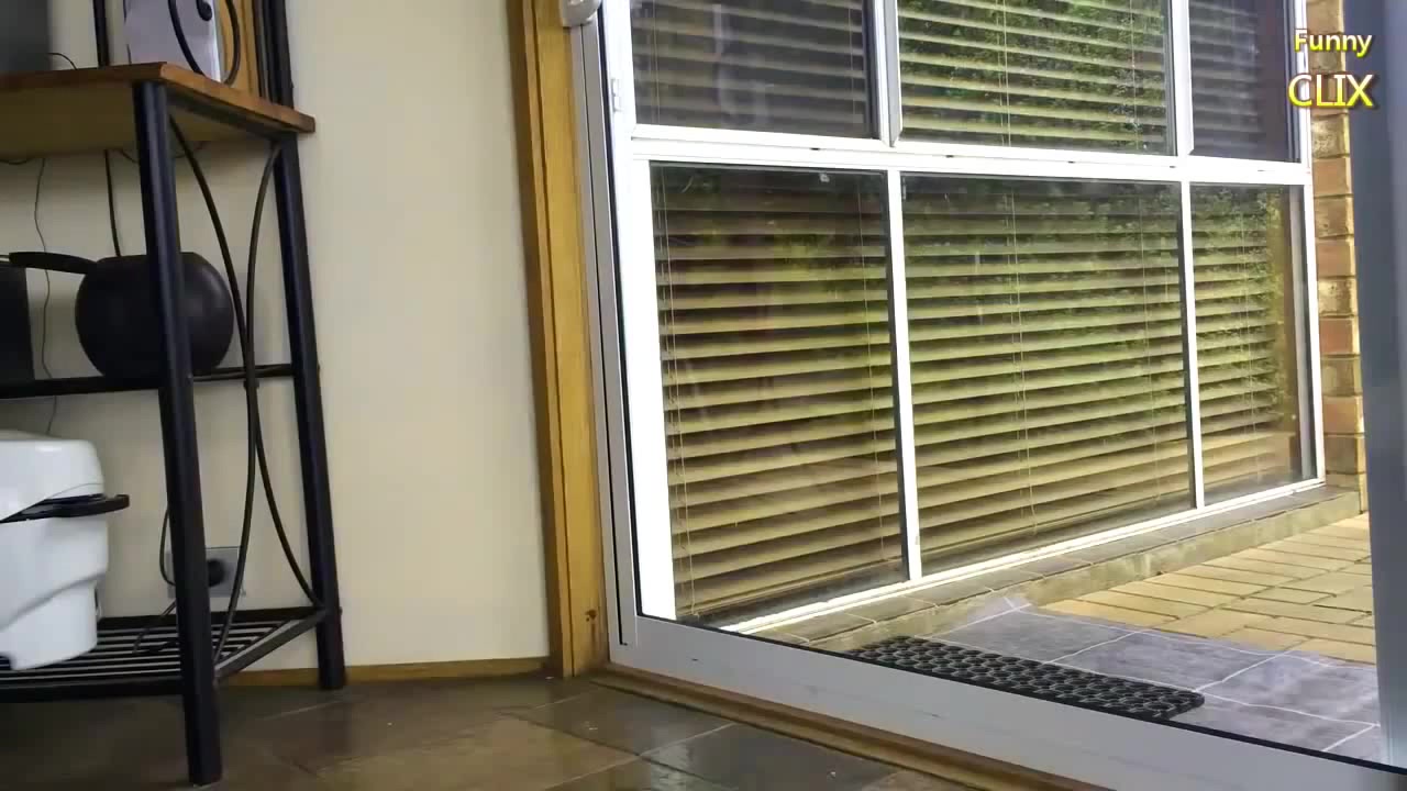 Cat vs Glass Coub