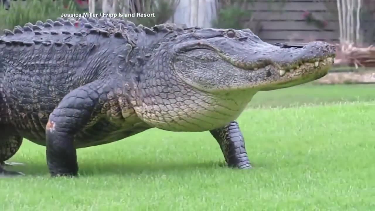 Massive Alligator Casually Walks Across Golf Course Coub The Biggest Video Meme Platform 0904