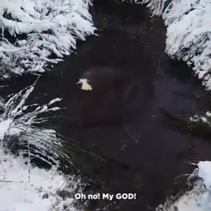 Собачье счастье)) - Coub - The Biggest Video Meme Platform