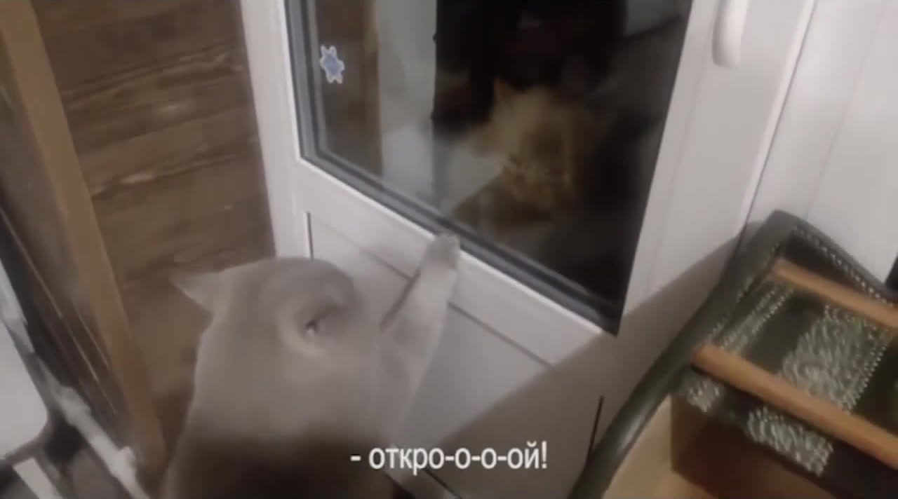 Кот очень смешно говорит: открой дверь! | cat ask to open the door :D -  Coub - The Biggest Video Meme Platform