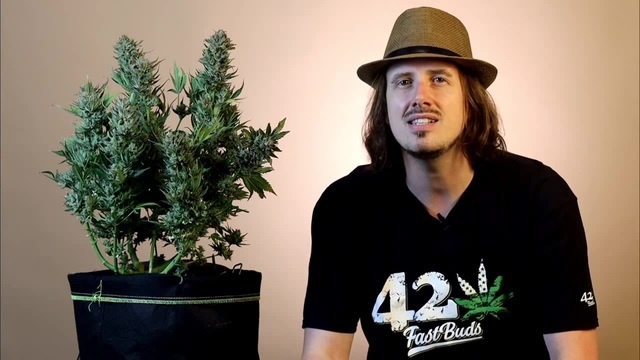 Fattening Up Your Cannabis Buds For The Best Harvest - Coub - The ...