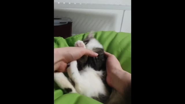 How To Bite Hooman Without Hurting Him Coub The Biggest Video Meme Platform