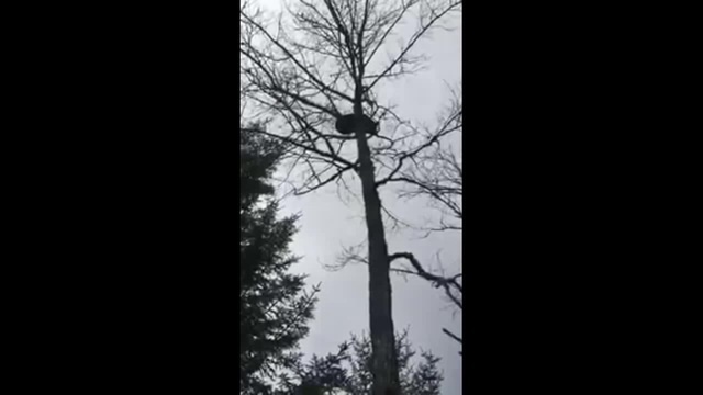 Шоколадный камнепад - Coub