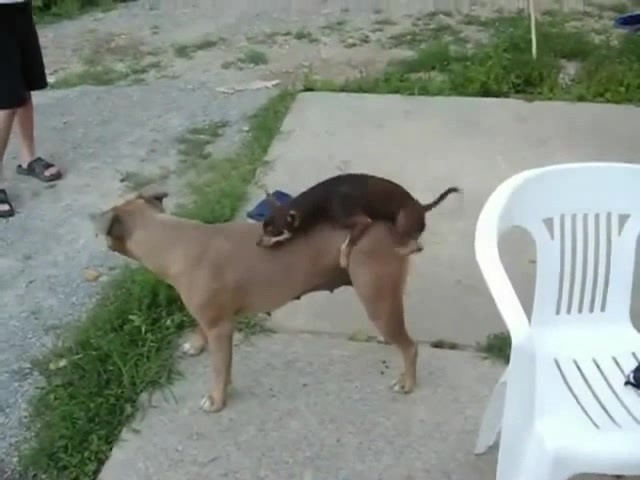 Little sales dog mating