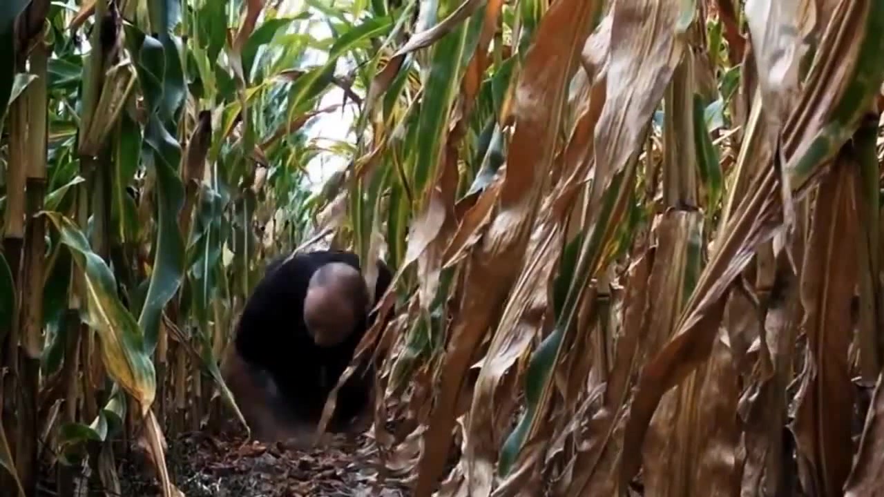 Cornfield Chase Coub The Biggest Video Meme Platform