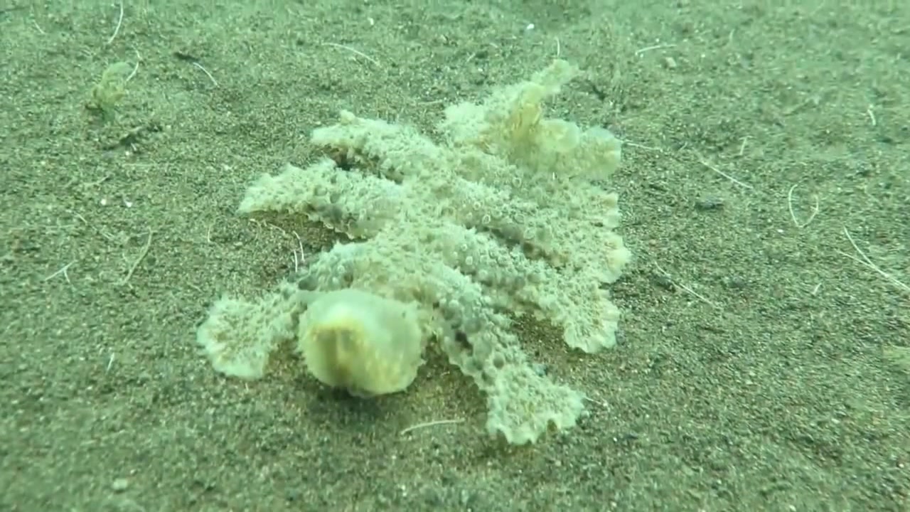 Морские чудовища. Неведомая видео. Неведомая видео. Неведомая видео. Морские монстры после цунами япония фото.