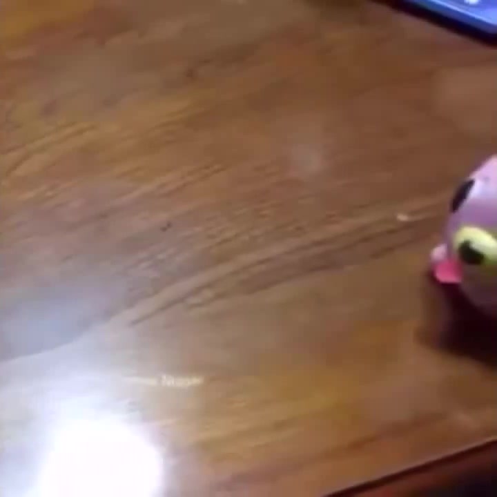 Pink dog toy meme Coub The Biggest Video Meme Platform