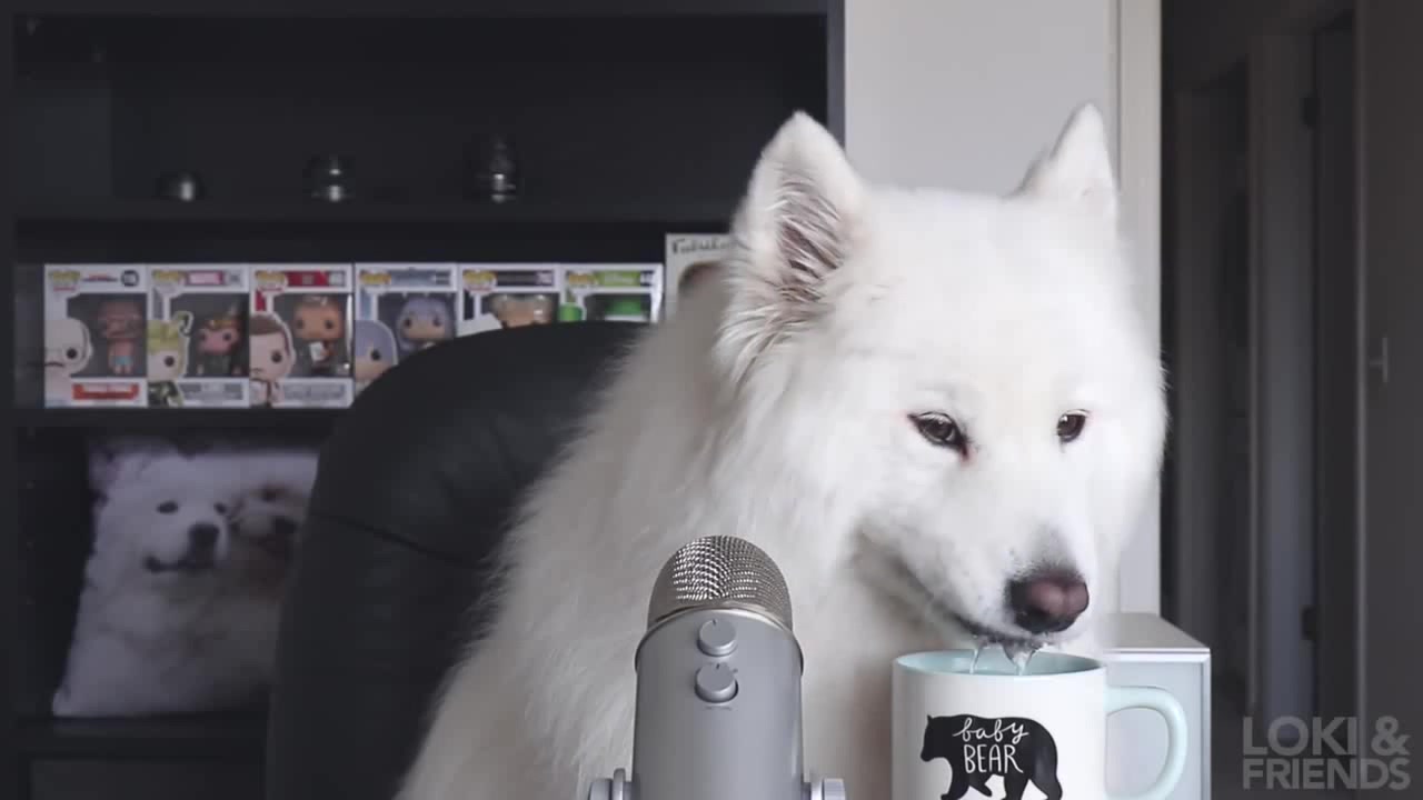 Видео где собаки говорят