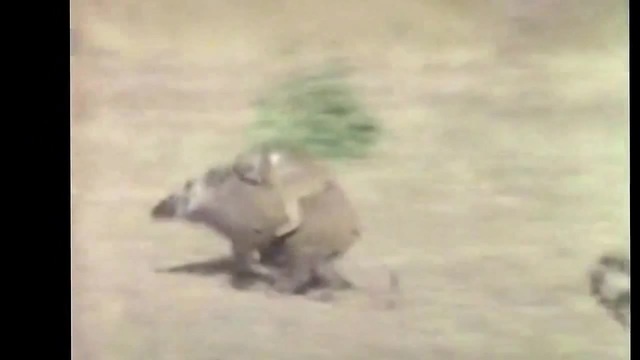 Обезьяны на кабане - Coub