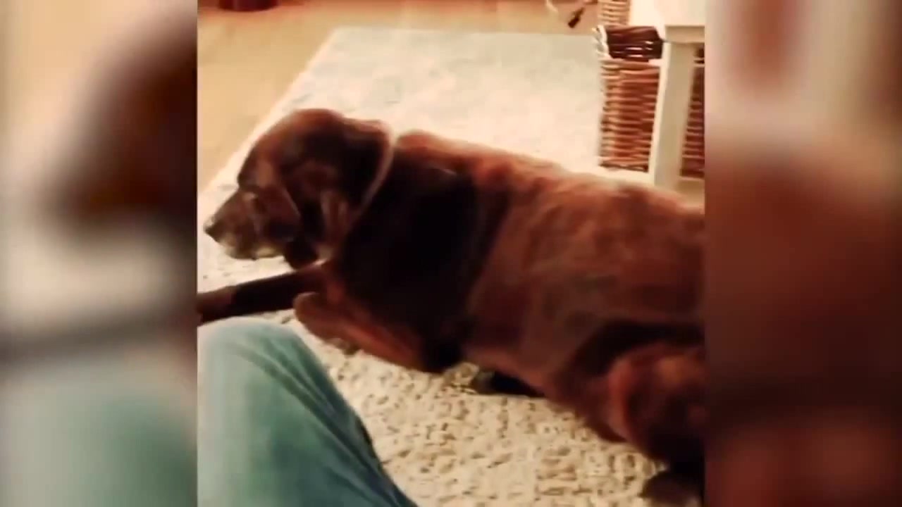 Dog fart makes cat puke Coub The Biggest Video Meme Platform