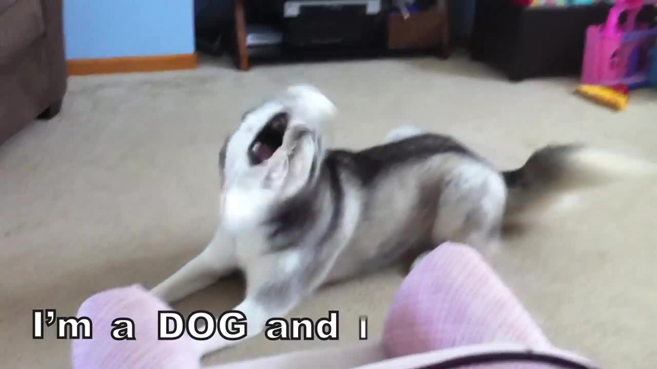 Dogs Like Socks Coub