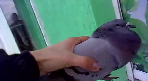 Голубь мем живой но не живой. Как живой но не живой голубь. Как живой но не живой голубь. Голубь живой но не живой. Голубь живой но не живой.