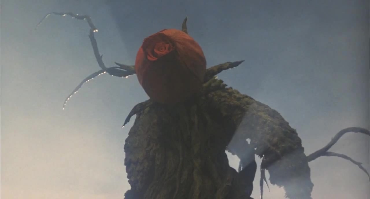 a rose is a rose - Coub