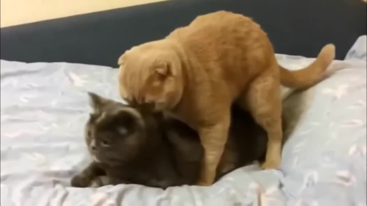 LOUDEST CAT ORGASM Coub The Biggest Video Meme Platform