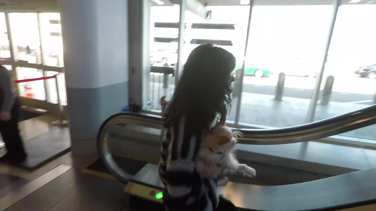 Krysten Ritter And Adam Granduciel Taking A Romantic Trip With Their Doggie  - Coub