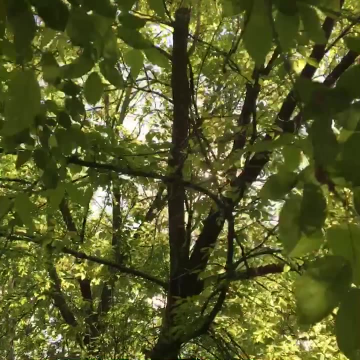 Bitter Sweet Symphony Coub The Biggest Video Meme Platform