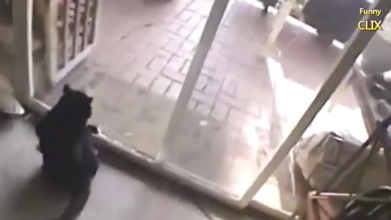 Cats and Dogs vs. Glass Doors Compilation [NEW] Coub