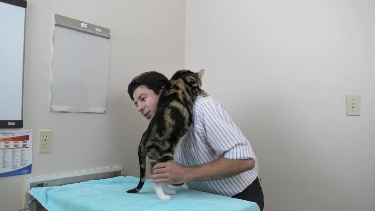 How to pick up a cat like a pro Vet advice on cat handling. Coub