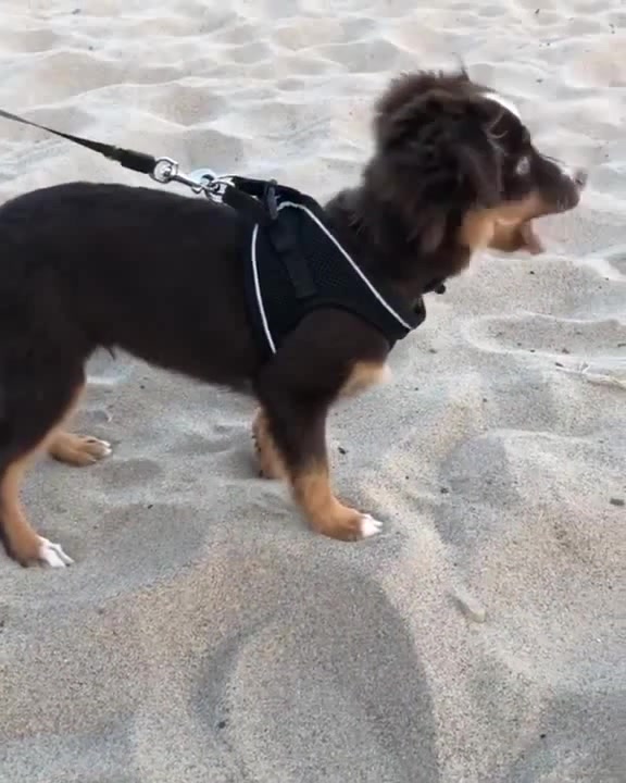 Dog eat sand Alive Coub