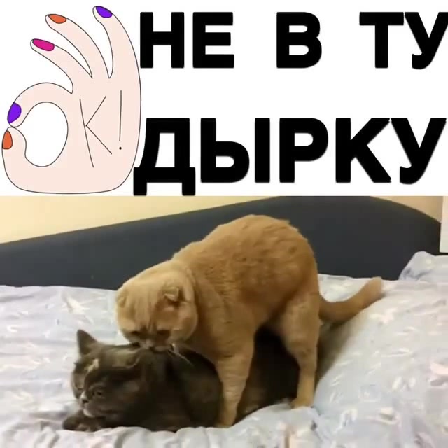 Не в ту дырку. | Пикабу