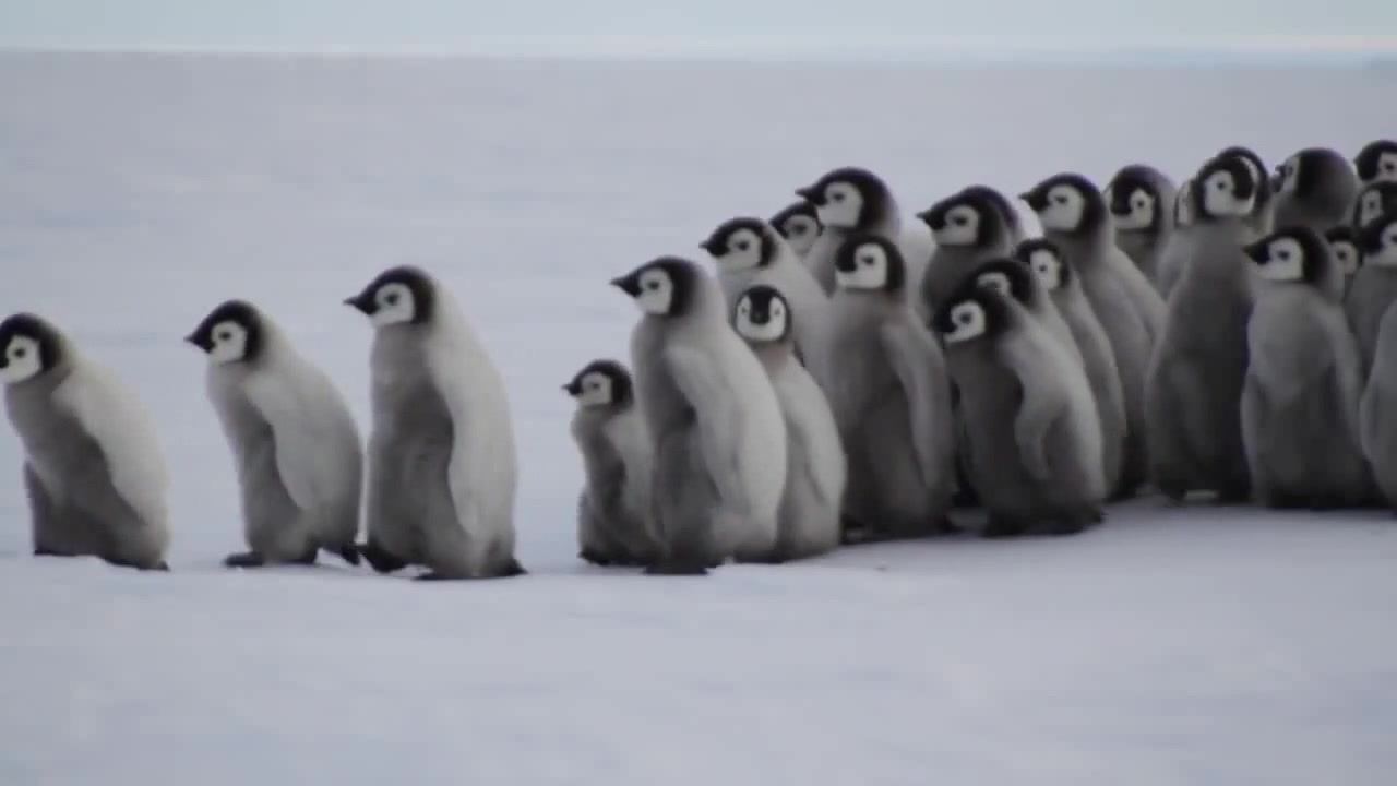 Penguin Cubs March - Coub - The Biggest Video Meme Platform