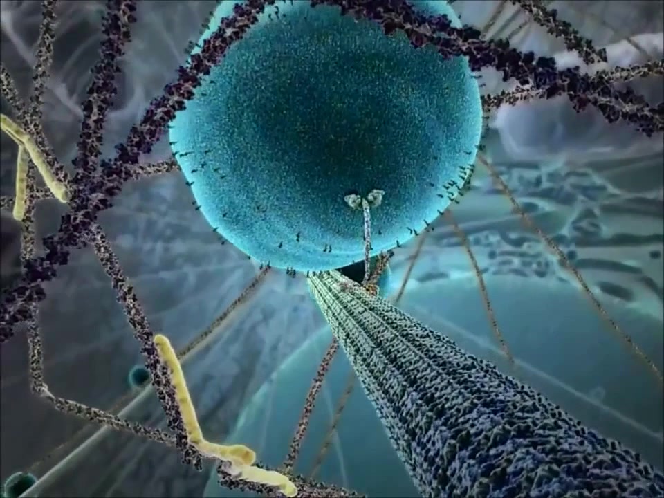 Kinesin Protein Walking On Microtubule - Coub