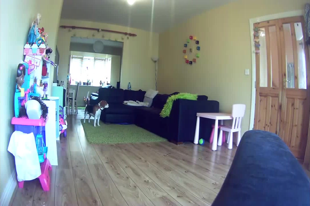 Charlie The Beagle Home Alone The Secret Life of Pets with Petcube Coub