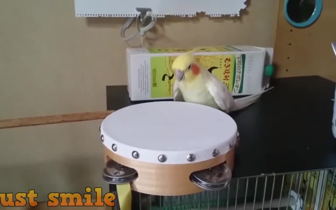 Funny parrot videos discount 2018