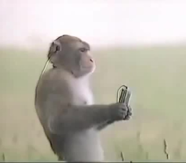 Nazi Monkey - Coub - The Biggest Video Meme Platform