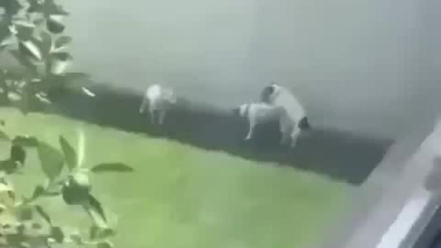 Three Dogs Humping Each Other Sex Funny Coub 