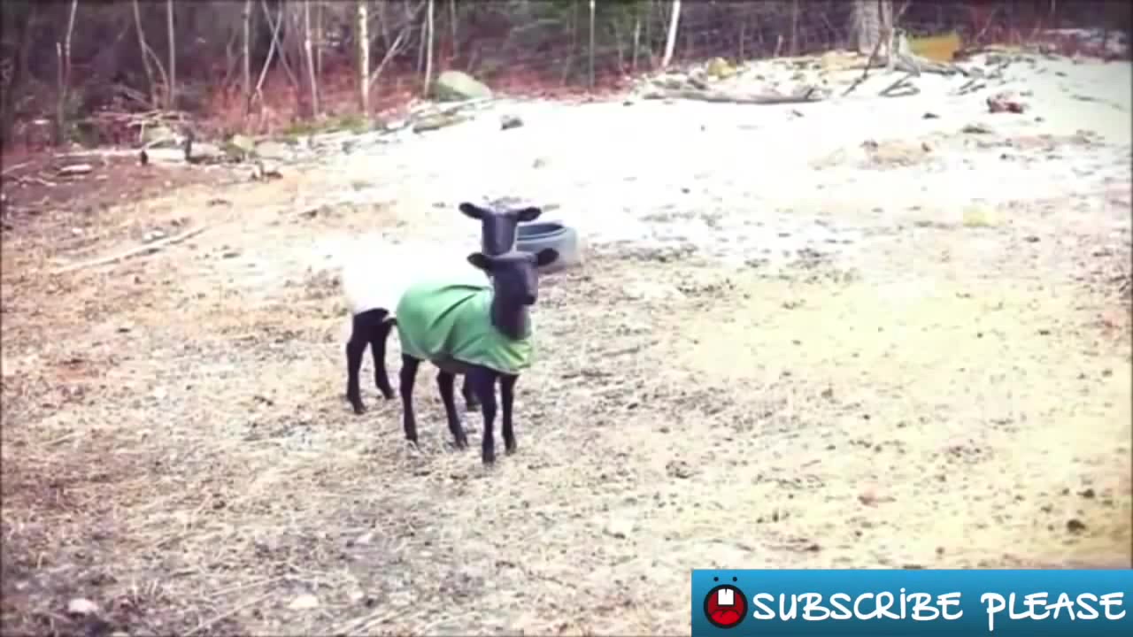 Funny goats discount screaming like humans