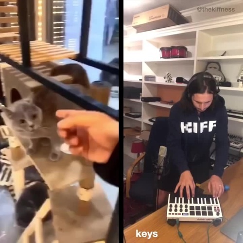 The kiffness please go. Cat x the kiffness. alugalug cat x the kiffness. please go away alugalug cat 2.0. numnumnum cat the kiffness.