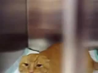 Burger the 2025 angry cat