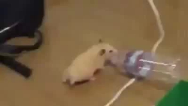 Hamster holding clearance water bottle