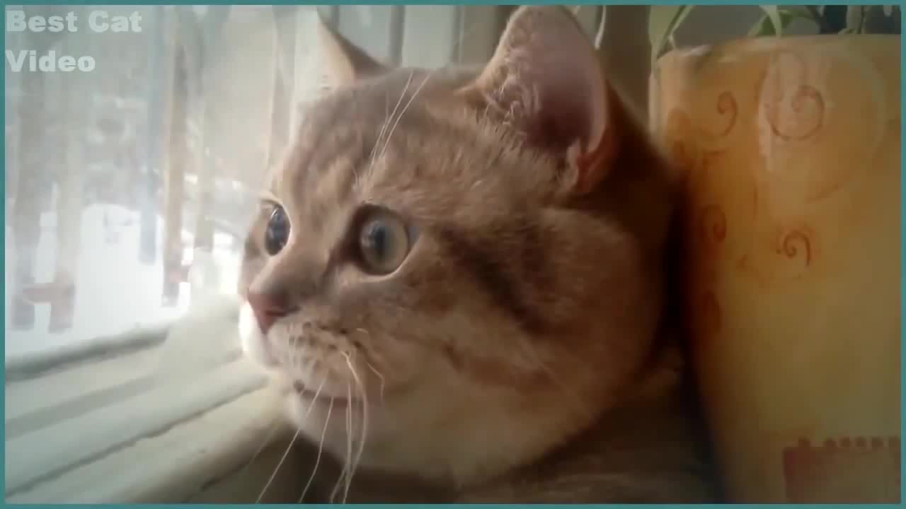 Говорящие Коты (Кот повидал жизнь) - Coub - The Biggest Video Meme Platform