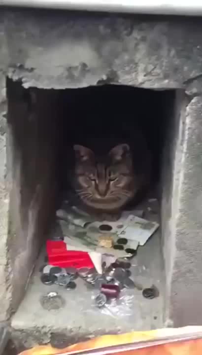 Khajiit has wares if you have coin Coub