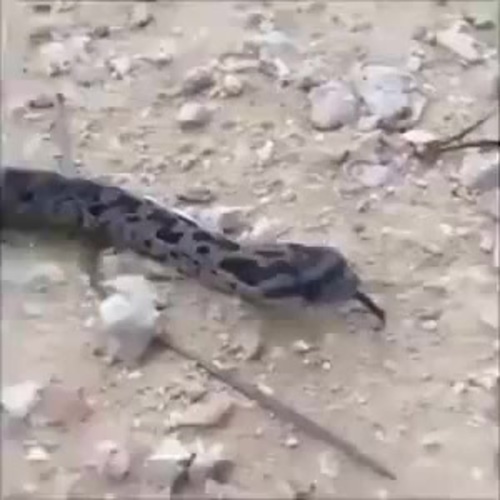 Funny snake videos hot sale