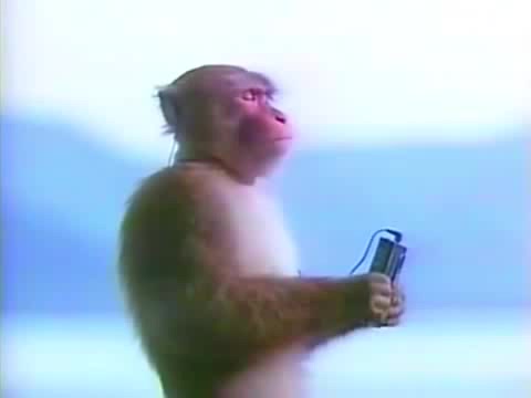 Monkey listening to music (meme) 