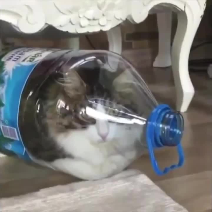 Cat in discount a bottle